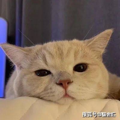 如何做猫舍│纠正猫咪不良行为的方法