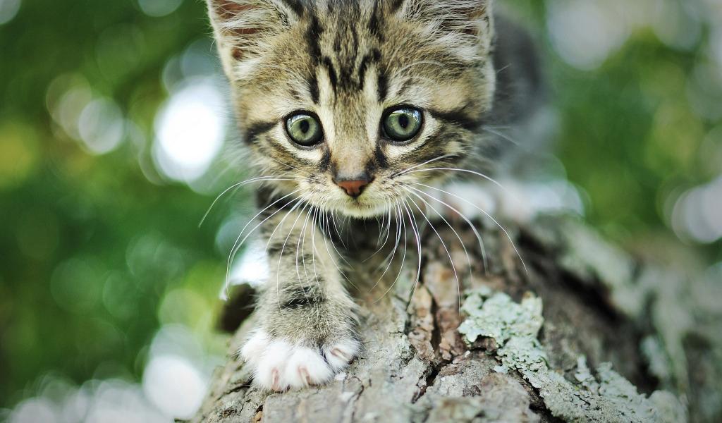 蓝眼幼猫，何时改变？