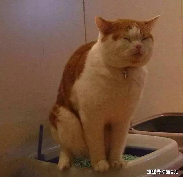 人猫同住下怎么规划空间
