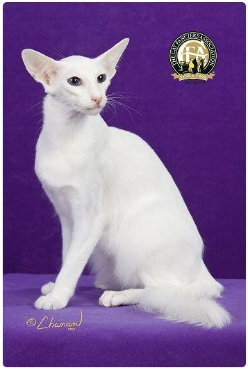 CFA 认证的这 46 个品种猫，你认识几种？（含 3 个考察期品种）