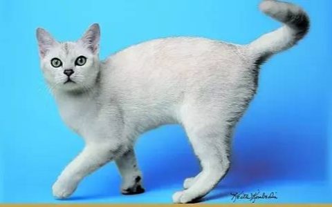 如何做猫舍│猫舍的设计规范