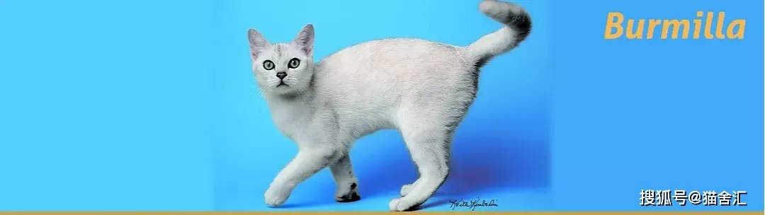 如何做猫舍│猫舍的设计规范