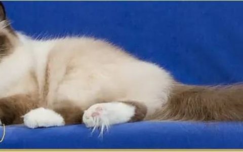 猫舍必备物品清单