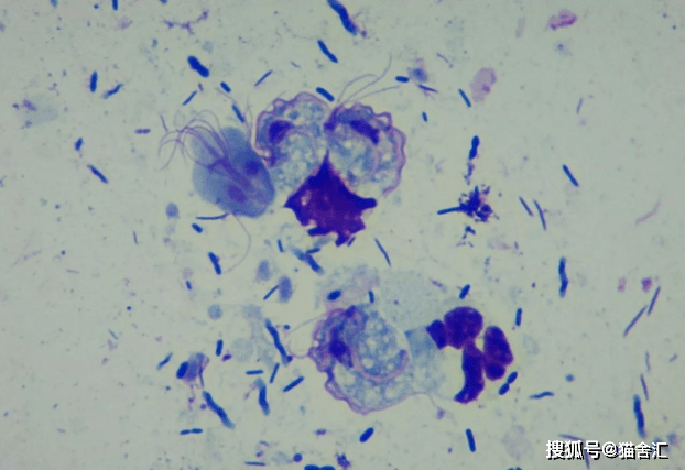 猫舍必看疾病科普│猫咪的终身敌人——胎三毛滴虫