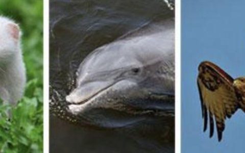 怎么理解：猫必须要吃肉（专性食肉动物的定义）