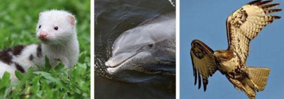 怎么理解：猫必须要吃肉（专性食肉动物的定义）