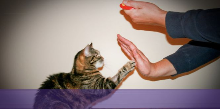 为什么最好一次带两只小猫回家？