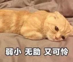 猫咪攻击行为最常见的一个原因（重定向攻击）