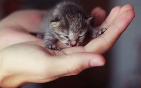 关于猫宝宝的 15 条常识