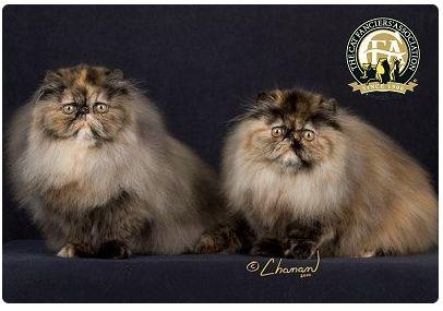 CFA 认证的这 46 个品种猫，你认识几种？（含 3 个考察期品种）