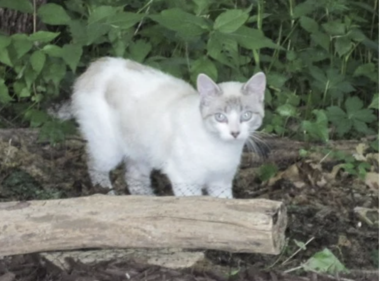 我是如何驯服一只野猫的？