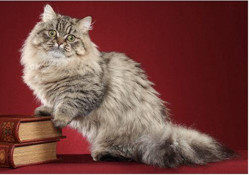 TICA 公开的 79 个品种猫，你认识几个？