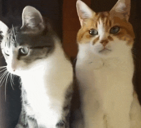 猫咪的某些“怪癖”可能是健康出了问题！