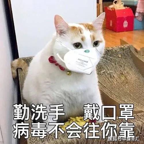 猫舍必看疾病科普│10个表明你的猫生病了的迹象