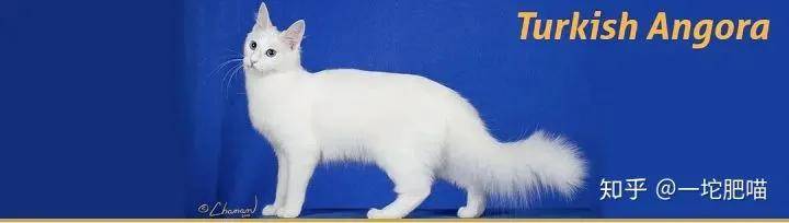 如何做猫舍│猫品种的选择