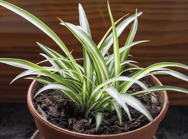 对猫咪来说绝对安全的 10 种室内植物