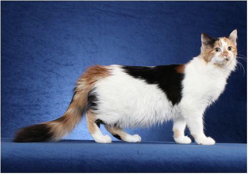 TICA 公开的 79 个品种猫，你认识几个？