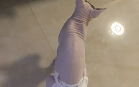 没绝育的公猫爱乱喷尿怎么办？