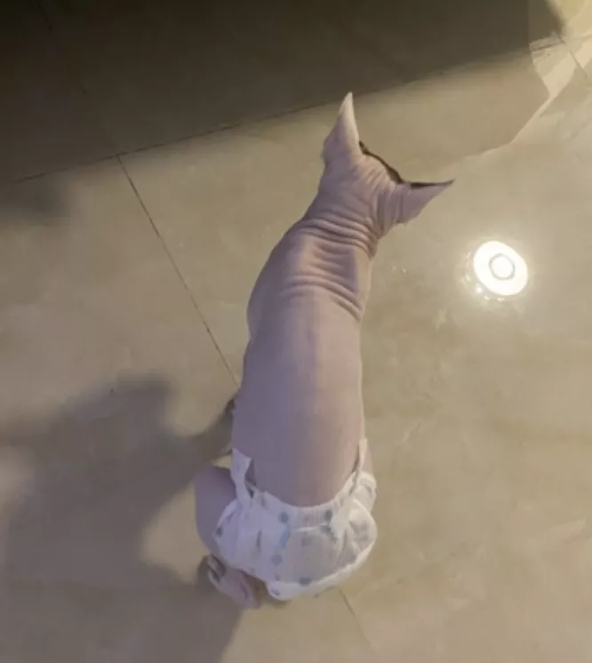 没绝育的公猫爱乱喷尿怎么办？