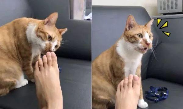 这些气味，猫咪都不喜欢！