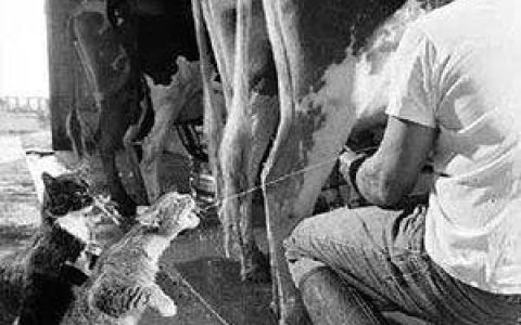 其实无论是牛奶和羊奶，猫都能喝