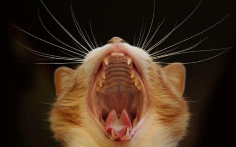 12 条猫要吃肉的证据