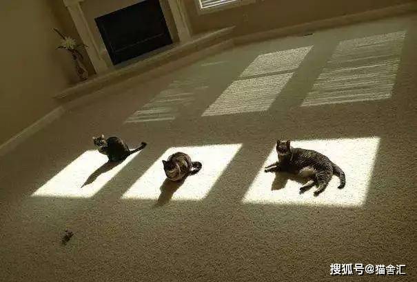 如何做猫舍│猫舍的卫生管理