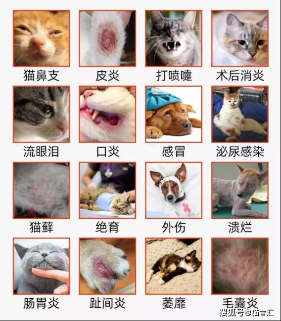 猫舍用药指南│速诺等抗感染药物适用于哪些情况？