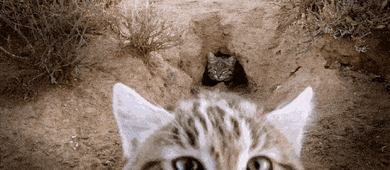 猫咪的洞穴本能及其在饲养过程中的应用