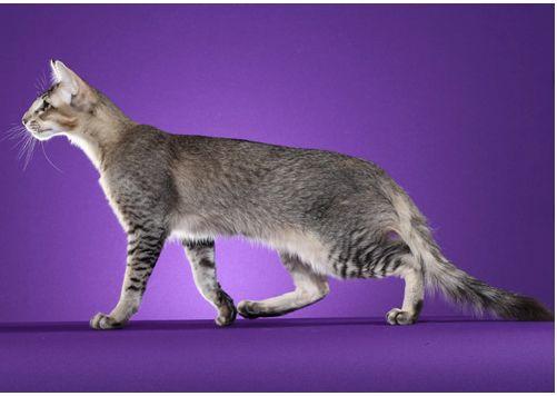 TICA 公开的 79 个品种猫，你认识几个？