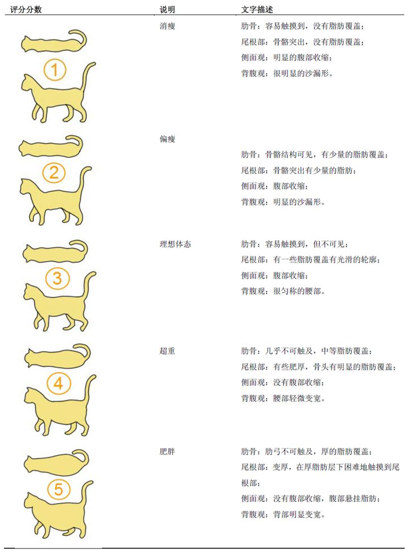 如何高效而科学地给猫减肥？
