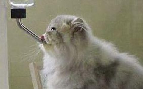 怎么教会猫咪使用防湿下巴的水嘴？