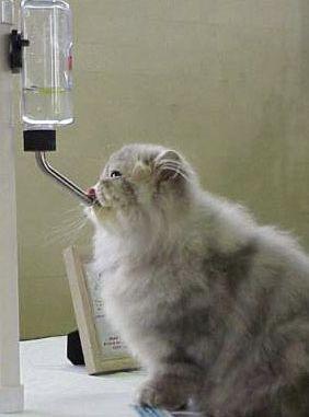 怎么教会猫咪使用防湿下巴的水嘴？