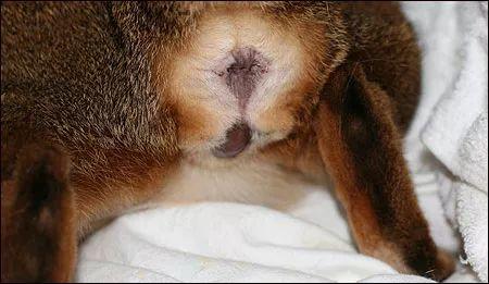 母猫的两种自然分娩方式全图解