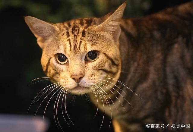 有的猫咪为什么不埋屎？应该怎么纠正？