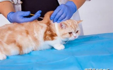 如何做猫舍│怎么给猫打针？繁育人必学的注射方法