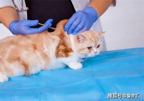 如何做猫舍│怎么给猫打针？繁育人必学的注射方法