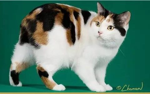 如何做猫舍│多公猫情况下的隔离管理