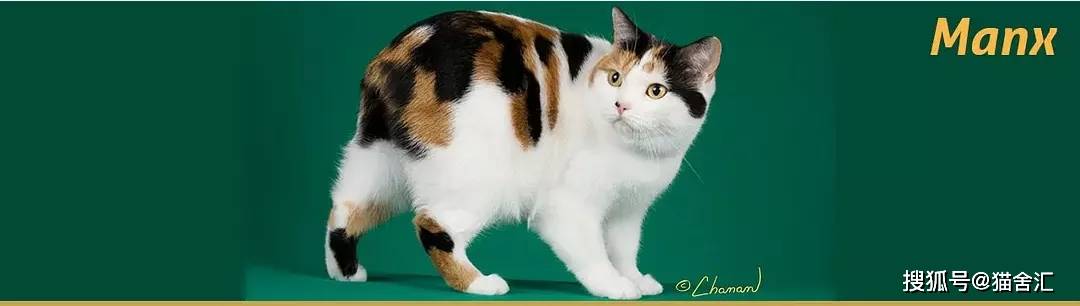 如何做猫舍│多公猫情况下的隔离管理