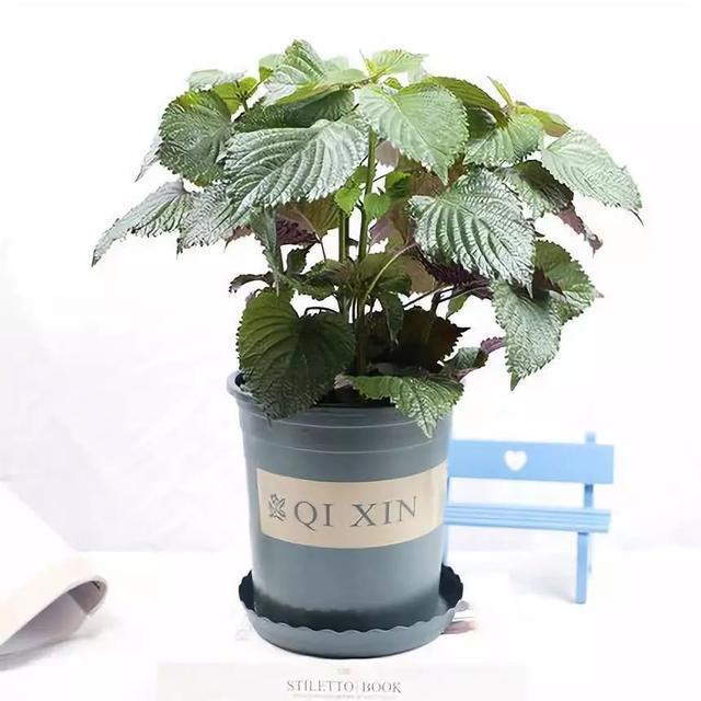 对猫咪来说绝对安全的 10 种室内植物