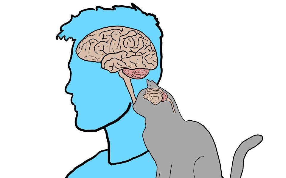 猫咪也能患上偏头痛吗？