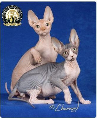 CFA 认证的这 46 个品种猫，你认识几种？（含 3 个考察期品种）