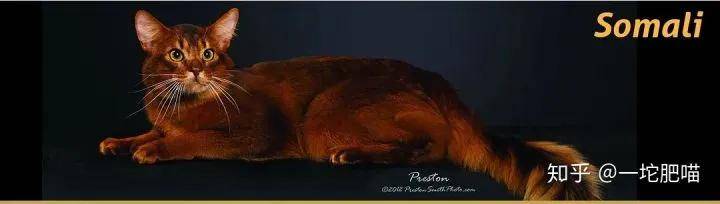 如何做猫舍│猫品种的选择