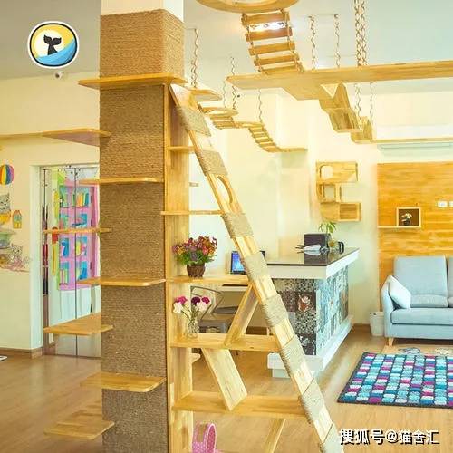 如何做猫舍│猫舍的设计规范