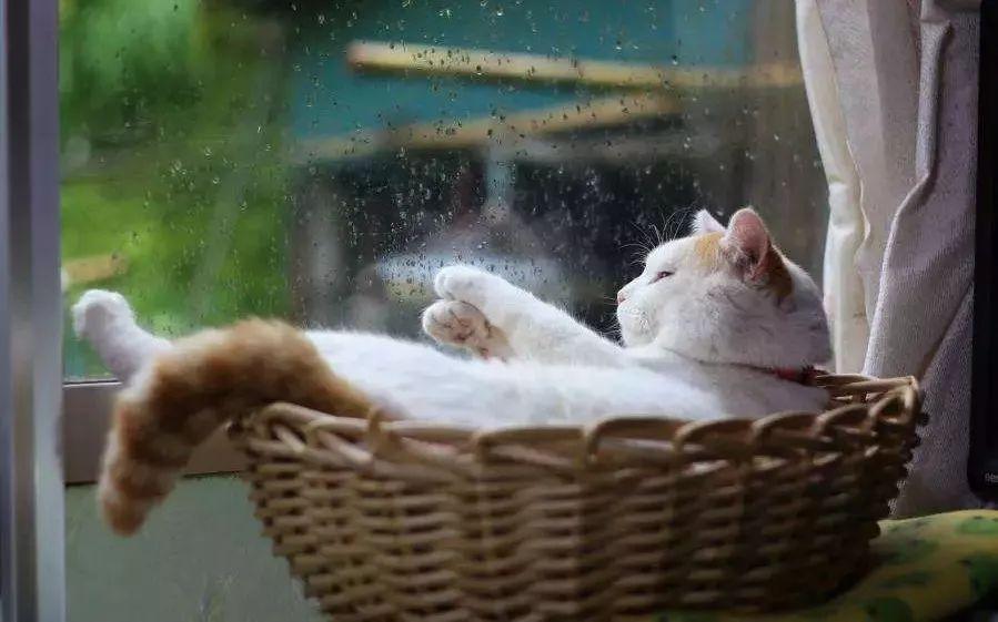 猫咪攻击行为最常见的一个原因（重定向攻击）