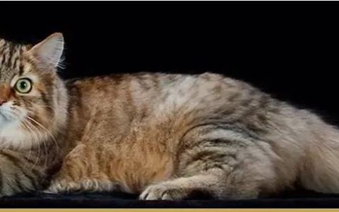 如何做猫舍│猫舍繁育品种选择的一些建议和购买种猫要注意的坑