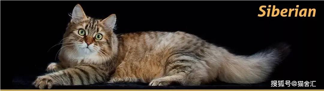 如何做猫舍│猫舍繁育品种选择的一些建议和购买种猫要注意的坑