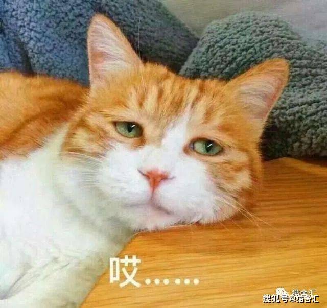 猫舍必看疾病科普│关于猫咪慢性肾病你应该知道的事！