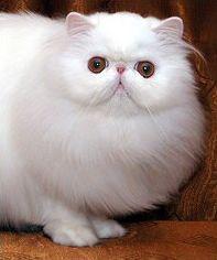 猫咪颜色遗传基础知识