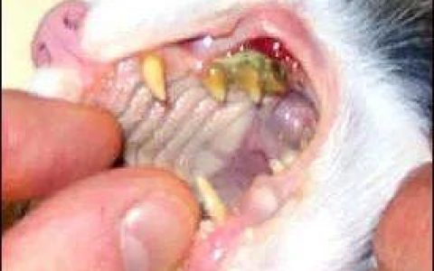 每个猫奴都要知道的：猫的三大牙科疾病